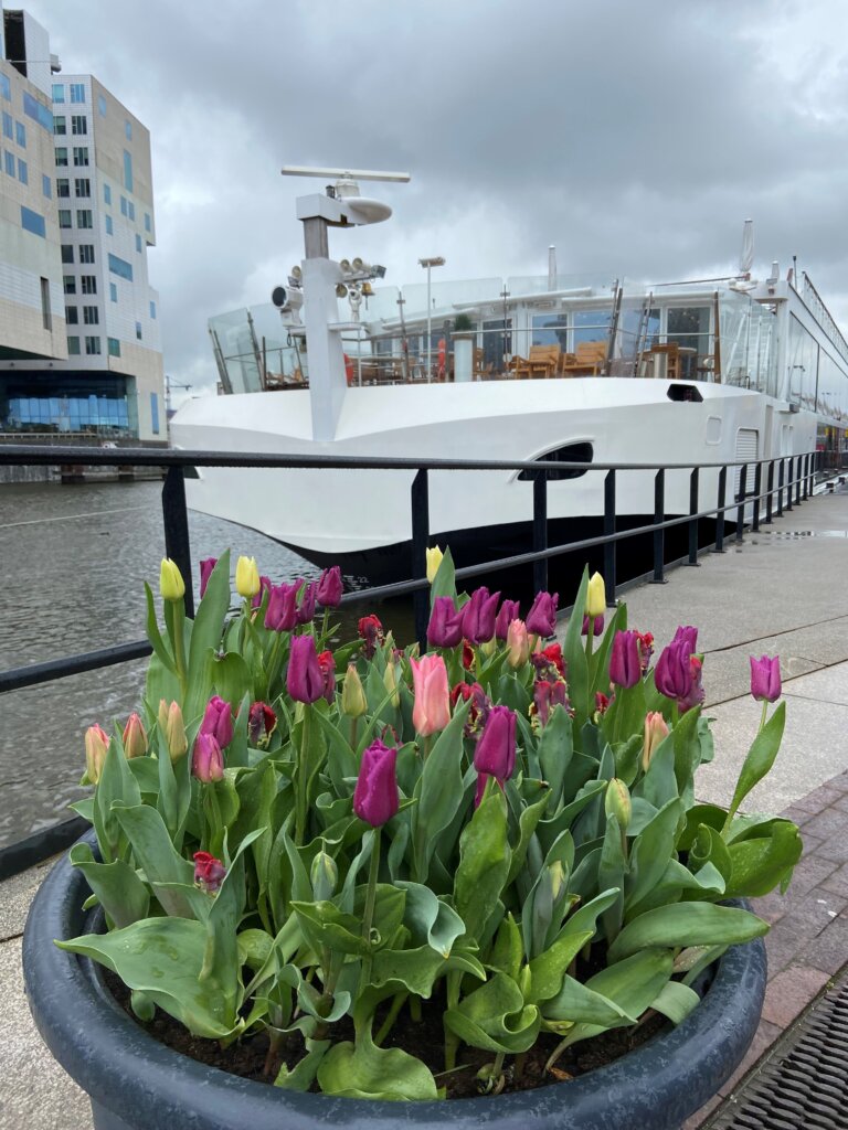 Tulip Festival 2024 Cruise Port Amsterdam Tulip festival 2024 cruise port amsterdam